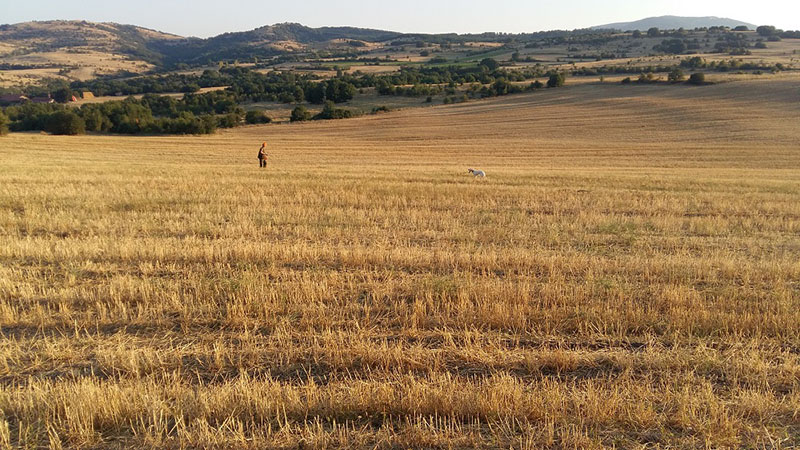 hunting partridges in Macedonia