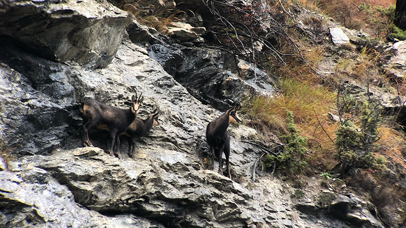 chamois hunting in italy